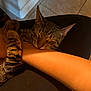 cat, tabby_cat, sleeping, hugging, arm, human, indoor, floor_tile, close_up, pet, feline, resting, comfort, affection, animal, paw, whiskers, fur, relaxation, bond