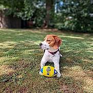 Victor participe au concours pour gagner de l'argent avec cette photo : animal, beagle, canine, collar, dog, fur, grass, greenery, leisure, looking_away, mammal, nature, outdoor, paw, pet, playing, rugby_ball, summer, sunlight, toy