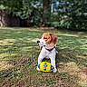 animal, beagle, canine, collar, dog, fur, grass, greenery, leisure, looking_away, mammal, nature, outdoor, paw, pet, playing, rugby_ball, summer, sunlight, toy