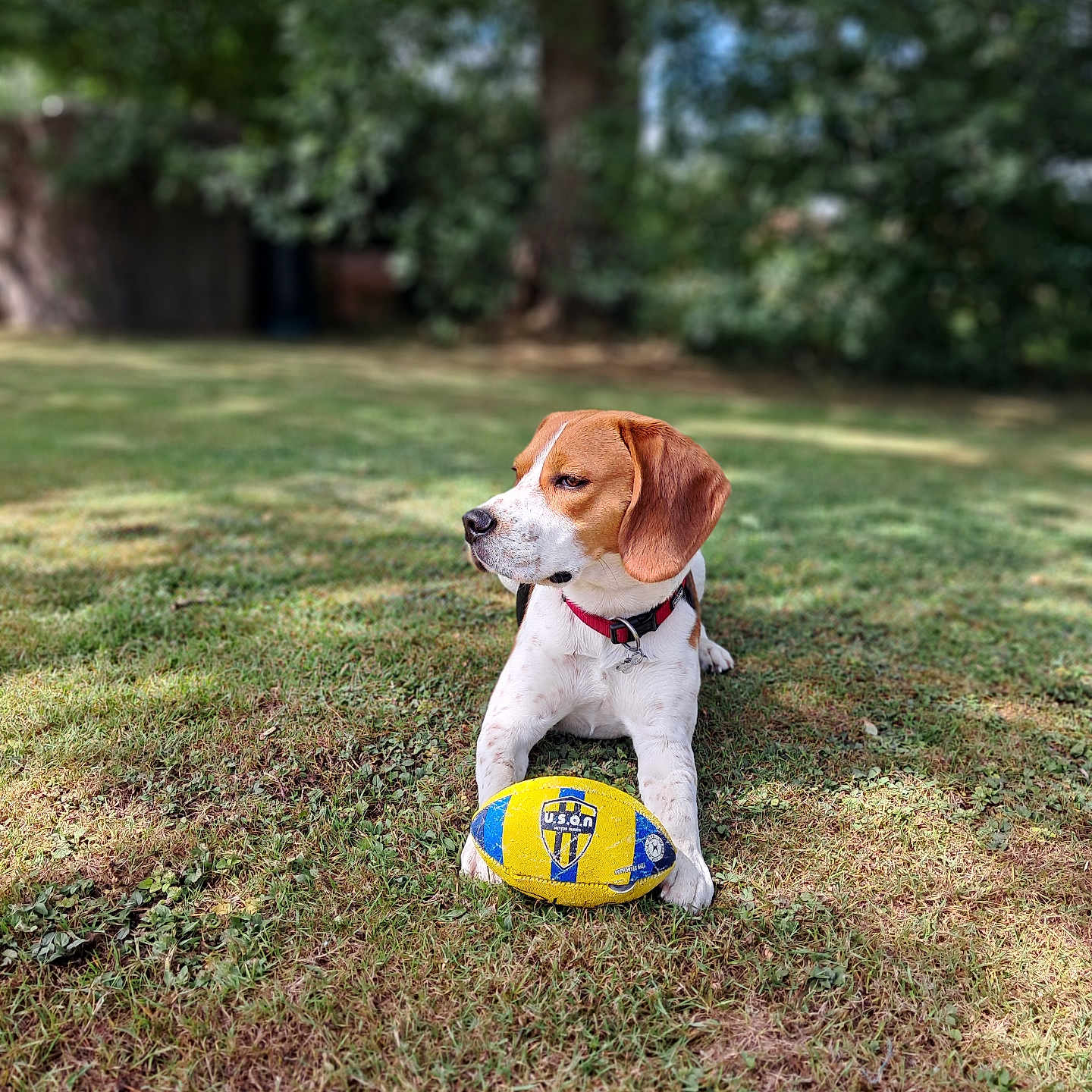 Victor participe au concours pour gagner de l'argent avec cette photo : animal, beagle, canine, collar, dog, fur, grass, greenery, leisure, looking_away, mammal, nature, outdoor, paw, pet, playing, rugby_ball, summer, sunlight, toy