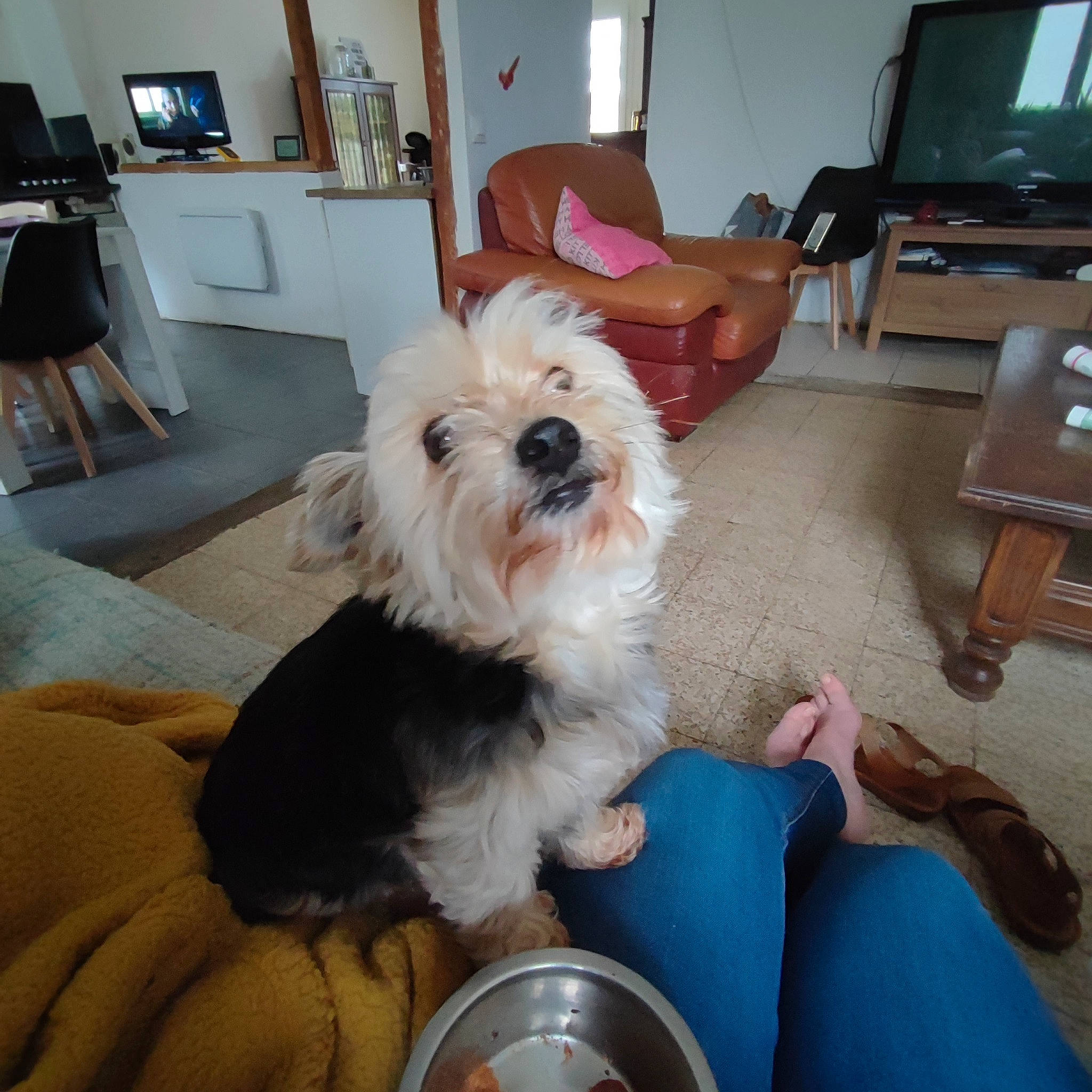 Harlem a rejoint le concours — aidez-le/la à gagner de superbes lots ! carnivore, chair, comfort, companion_dog, dog, dog_breed, dog_supply, floor, flooring, hardwood, lamp, mammal, picture_frame, scale, small_terrier, snout, television, terrier, toy_dog, working_animal