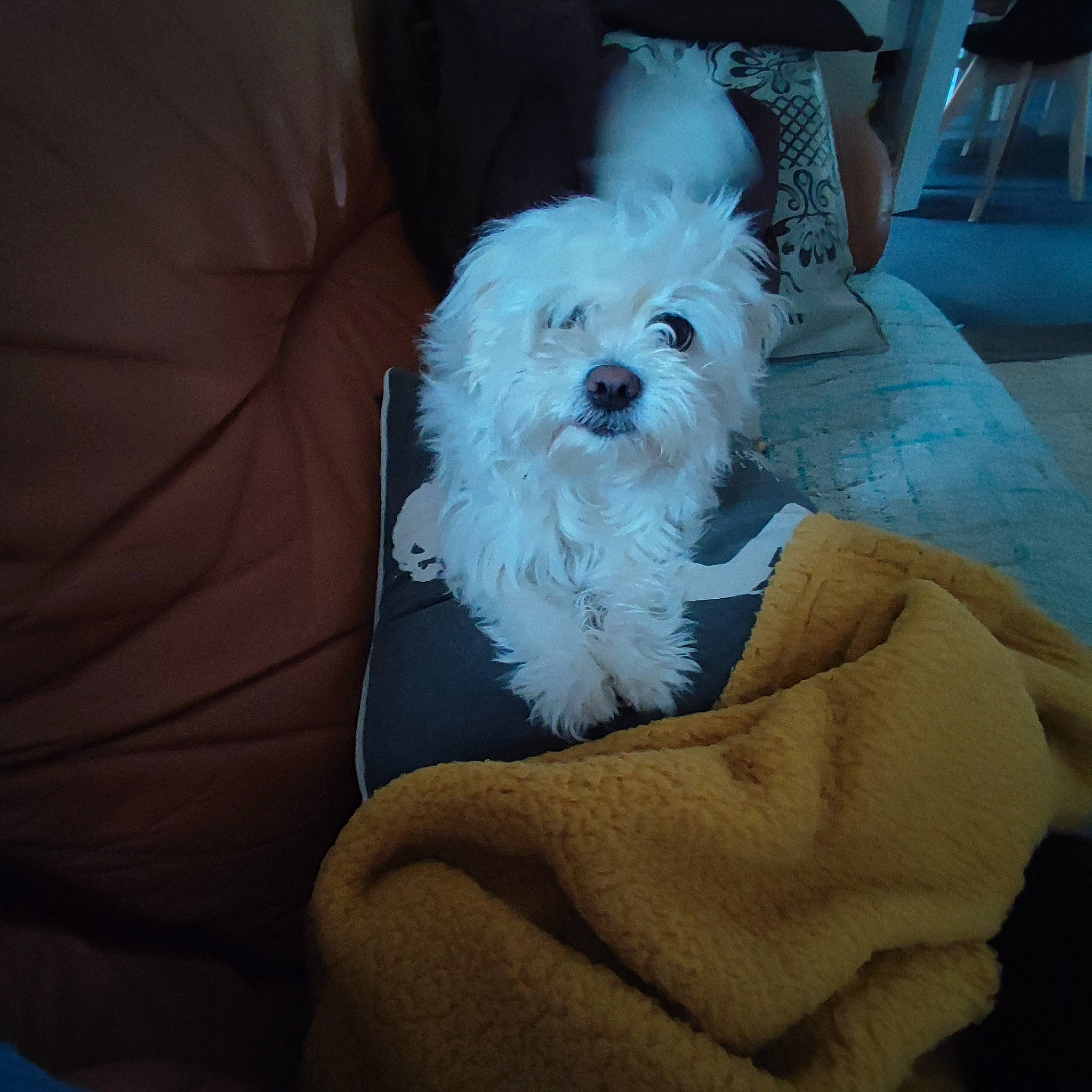 Liline a rejoint le concours — aidez-le/la à gagner de superbes lots ! bichon, canidae, carnivore, chair, cloud, comfort, companion_dog, dog, dog_breed, eyewear, fur, maltepoo, non_sporting_group, poodle_crossbreed, shih_poo, sitting, small_terrier, sporting_group, terrier, toy_dog