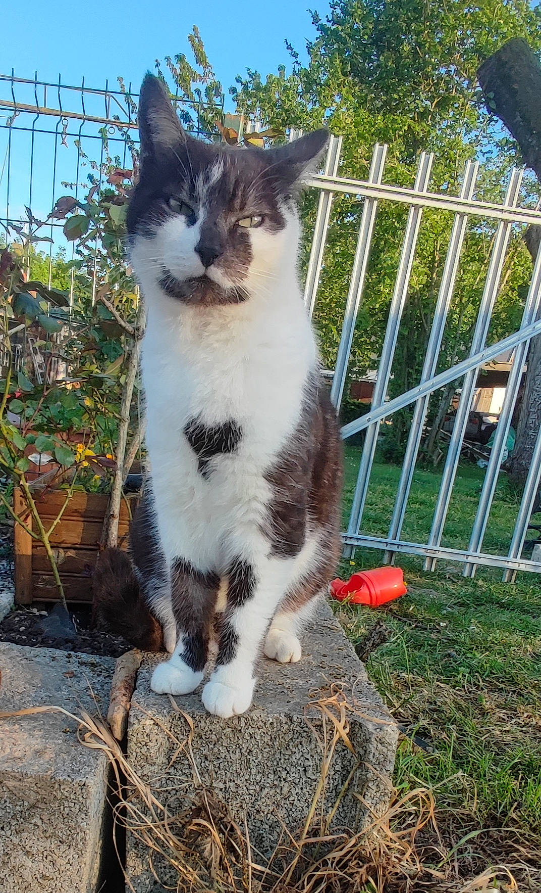 Ruby a rejoint le concours — aidez-le/la à gagner de superbes lots ! art, carnivore, cat, domestic_short_haired_cat, felidae, fence, fur, garden, grass, home_fencing, plant, sitting, sky, small_to_medium_sized_cats, snout, tail, tree, whiskers, wildlife