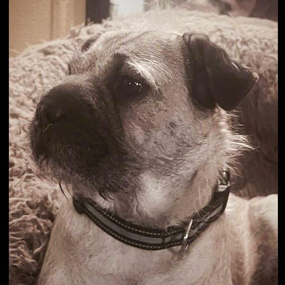 Honey is registered to the contest to win money with this photo: accessories, animal, ball, bostonbull, boxer, bulldog, canine, chihuahua, collar, dog, face, frenchbulldog, head, person, pet, pitbull, pug, puppy, snout, terrier