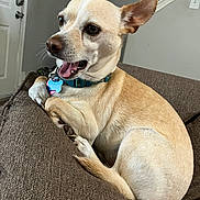Bruiser joined the competition — help win amazing prizes! animal, brown_couch, canine, collar, companion, couch, cute, dog, domestic_animal, ears_up, furniture, happy, home, indoor, living_room, mouth_open, pet, relaxed, small_dog, tan_dog