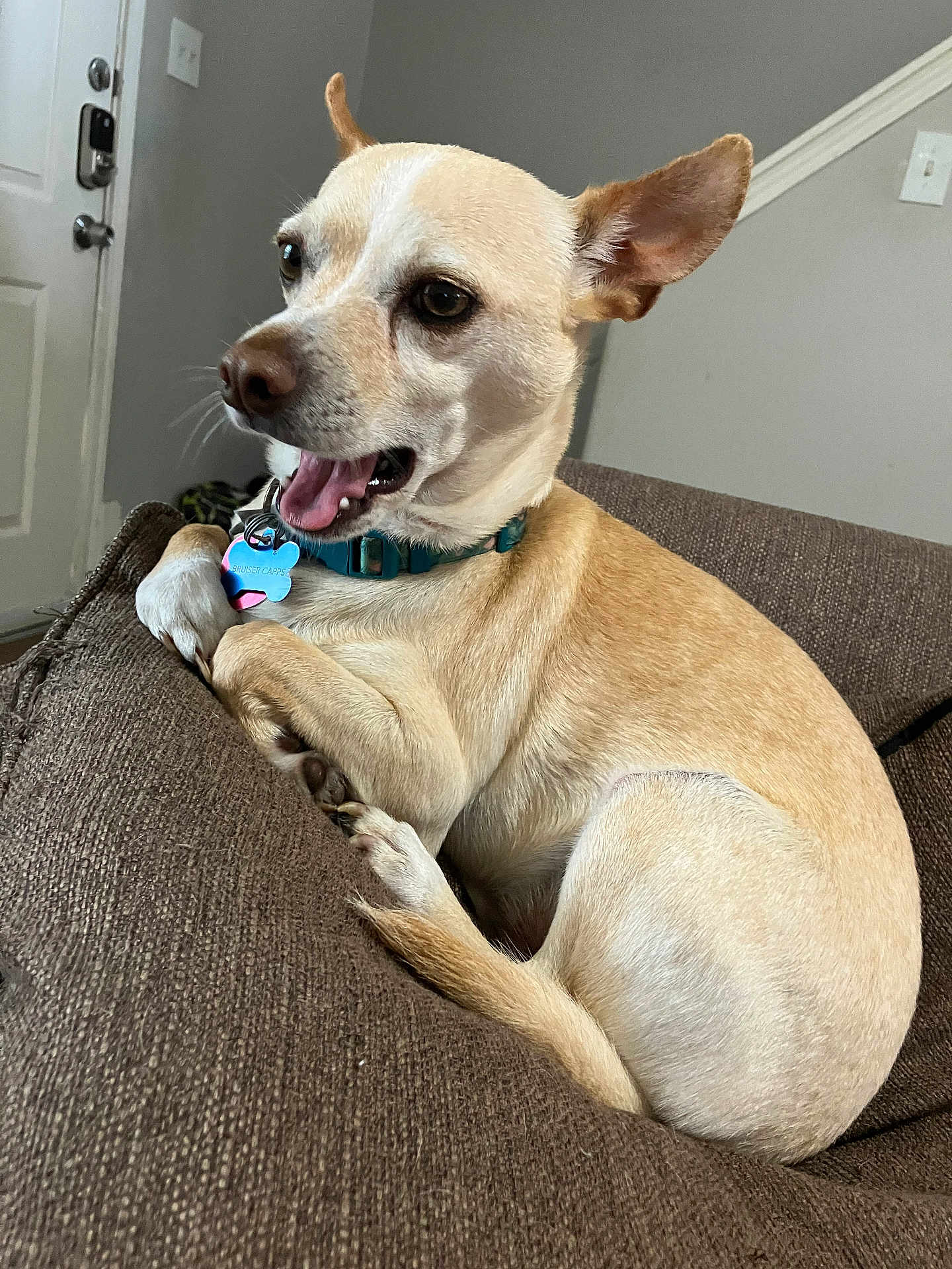 Bruiser