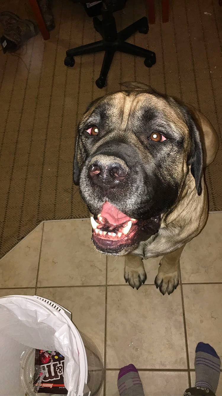 Conan is registered to the contest to win money with this photo: carnivore, companion_dog, dog, dog_breed, fawn, flesh, flooring, fur, guard_dog, molosser, non_sporting_group, snout, sporting_group, terrestrial_animal, umbrella, whiskers, working_animal, working_dog, wrinkle