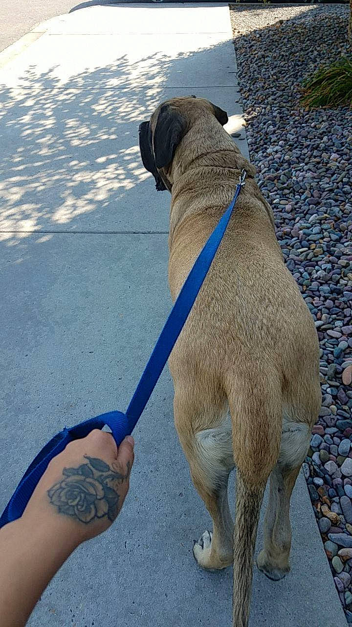 Conan is registered to the contest to win money with this photo: carnivore, collar, companion_dog, dog, dog_breed, dog_collar, dog_supply, dog_walking, electric_blue, fashion_accessory, fawn, foot, hat, human_leg, leash, pet_supply, road_surface, sporting_group, tail, working_animal