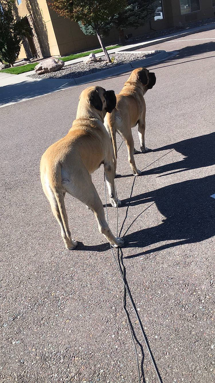 Conan joined the competition — help win amazing prizes! asphalt, carnivore, collar, companion_dog, concrete, curb, dog, dog_breed, dog_collar, fashion_accessory, fawn, leash, paw, pet_supply, road_surface, shade, shadow, sidewalk, tail, working_animal