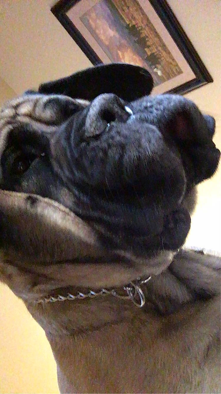 Conan is registered to the contest to win money with this photo: bulldog, canidae, carnivore, collar, companion_dog, dog, dog_breed, dog_collar, ear, fawn, grey, picture_frame, pug, snout, sporting_group, terrestrial_animal, toy_dog, whiskers, working_animal, wrinkle