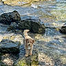 Captain joined the competition — help win amazing prizes! puppy, dog, fluffy, curly_fur, small_dog, standing, outdoors, seashore, rocky_shore, seawater, tide_pool, waves, rocks, moss, pebbles, leash, portrait, nature, sunlight, coastline