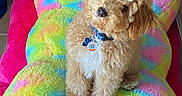Captain joined the competition — help win amazing prizes! dog, puppy, small_dog, curly_fur, fluffy, brown_fur, white_chest, sitting, portrait, pet, collar, dog_tag, rainbow_blanket, colorful, indoors, cozy, cushion, wood_floor, peeps, cute