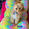 dog, puppy, small_dog, curly_fur, fluffy, brown_fur, white_chest, sitting, portrait, pet, collar, dog_tag, rainbow_blanket, colorful, indoors, cozy, cushion, wood_floor, peeps, cute