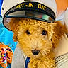Captain is registered to the contest to win money with this photo: puppy, dog, golden, fluffy, curly_fur, adorable, portrait, close_up, wearing_hat, nautical_hat, captain, put_in_bay, brown_eyes, black_nose, sitting, pet, indoors, colorful_background, soft_fur, cute