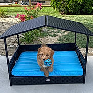 Captain joined the competition — help win amazing prizes! puppy, dog, pet, animal, fluffy, curly_fur, brown_fur, blue_ball, toy, outdoor, garden, patio, lawn, flowers, daylight, canopy, bench, cushion, furniture, portrait