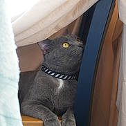 Danny joined the competition — help win amazing prizes! animal, cat, closeup, collar, cozy, curious, domestic_cat, fabric, feline, gray_cat, indoor, lightning_bolt, paw, pet, relaxed, resting, side_view, whiskers, wooden_surface, yellow_eyes