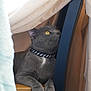 cat, gray_cat, yellow_eyes, collar, lightning_bolt, wooden_surface, fabric, curious, indoor, pet, feline, closeup, relaxed, cozy, whiskers, paw, animal, domestic_cat, resting, side_view