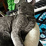 Danny is registered to the contest to win money with this photo: cat, gray_cat, tongue_out, cushion, keyboard, sheet_music, music, indoor, cozy, furniture, blanket, carpet, relaxed, pet, animal, fur, closeup, resting, home, comfortable