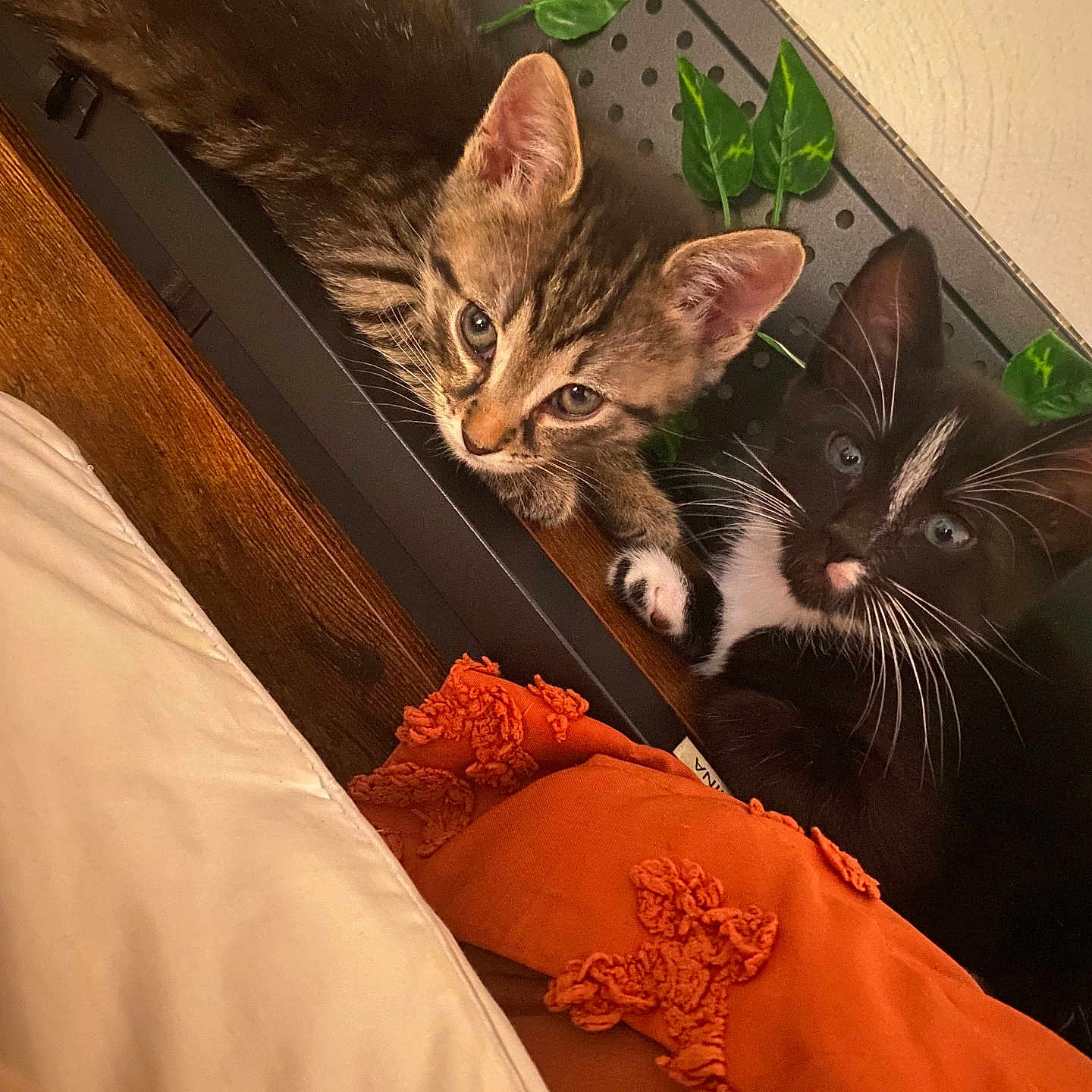 Onyx And Binx