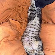 Onyx And Binx joined the competition — help win amazing prizes! kitten, cat, animal, pet, feline, tabby, spotted, paws, stretching, blanket, orange, fabric, cozy, lying_down, indoor, playful, fur, claw, cute, resting