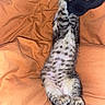 kitten, cat, animal, pet, feline, tabby, spotted, paws, stretching, blanket, orange, fabric, cozy, lying_down, indoor, playful, fur, claw, cute, resting