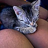 kitten, cat, sleeping, lap, person, furry, tabby, cute, pet, animal, closeup, relaxing, indoor, soft, paw, fur, resting, cozy, small, adorable