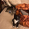 Onyx And Binx joined the competition — help win amazing prizes! kitten, cat, black_and_white_cat, tabby_cat, couch, blanket, water_bottle, tablet, indoor, pet, feline, cute, young_cat, resting, fur, whiskers, ears, eyes, household, cozy
