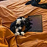 Onyx And Binx is registered to the contest to win money with this photo: cat, black_and_white, tablet, bed, orange_bedspread, scratched_screen, indoor, pet, playful, relaxed, paw, fur, whiskers, claws, resting, device, technology, cozy, cute, animal