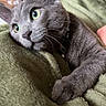 Kiwi participe au concours pour gagner de l'argent avec cette photo : cat, gray_cat, pet, animal, green_eyes, feline, indoor, blanket, soft_texture, close_up, cozy, resting, fur, whiskers, paw, collar, chair, background, relaxed, domestic