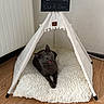 Kiwi a rejoint le concours — aidez-le/la à gagner de superbes lots ! cat, gray_cat, pet, tent, indoor, cozy, cushion, wooden_floor, mouth_open, relaxation, animal, feline, furniture, home, cute, resting, domestic, comfy, small_tent, decor