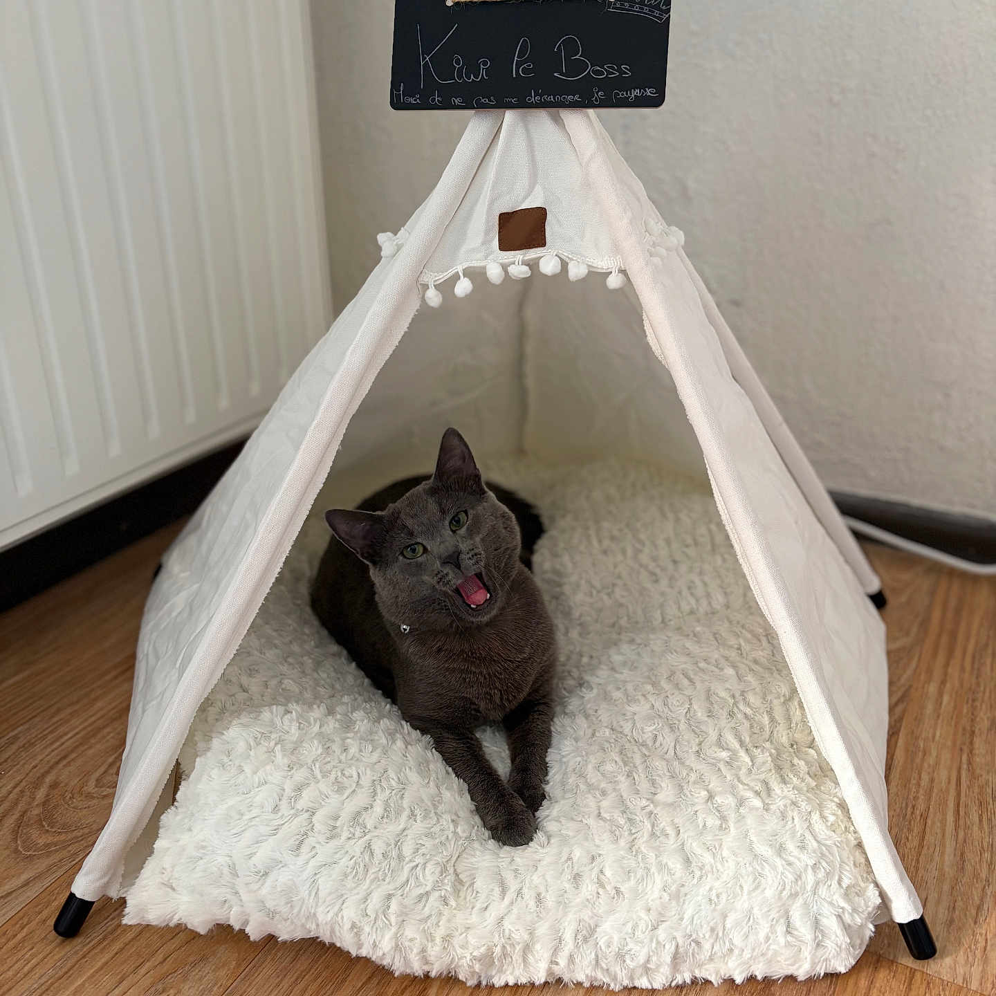 Kiwi a rejoint le concours — aidez-le/la à gagner de superbes lots ! cat, gray_cat, pet, tent, indoor, cozy, cushion, wooden_floor, mouth_open, relaxation, animal, feline, furniture, home, cute, resting, domestic, comfy, small_tent, decor