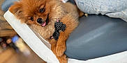 Mina a rejoint le concours — aidez-le/la à gagner de superbes lots ! dog, pomeranian, puppy, bow, polka_dot, cute, pet, fur, tongue, chair, indoor, relaxed, animal, small_dog, domestic_animal, fluffy, brown_fur, comfort, portrait, happy