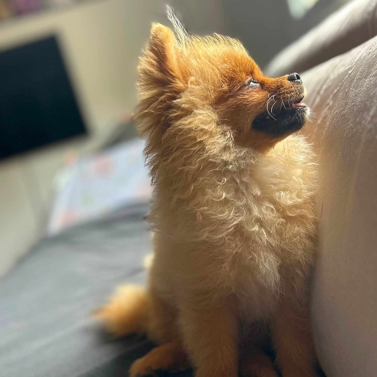 Mina participe au concours pour gagner de l'argent avec cette photo : animal, canine, companion, couch, cute, dog, domestic_animal, fluffy, fur, home, indoor, light, pet, pomeranian, puppy, relaxed, side_view, sitting, small_dog, tongue_out