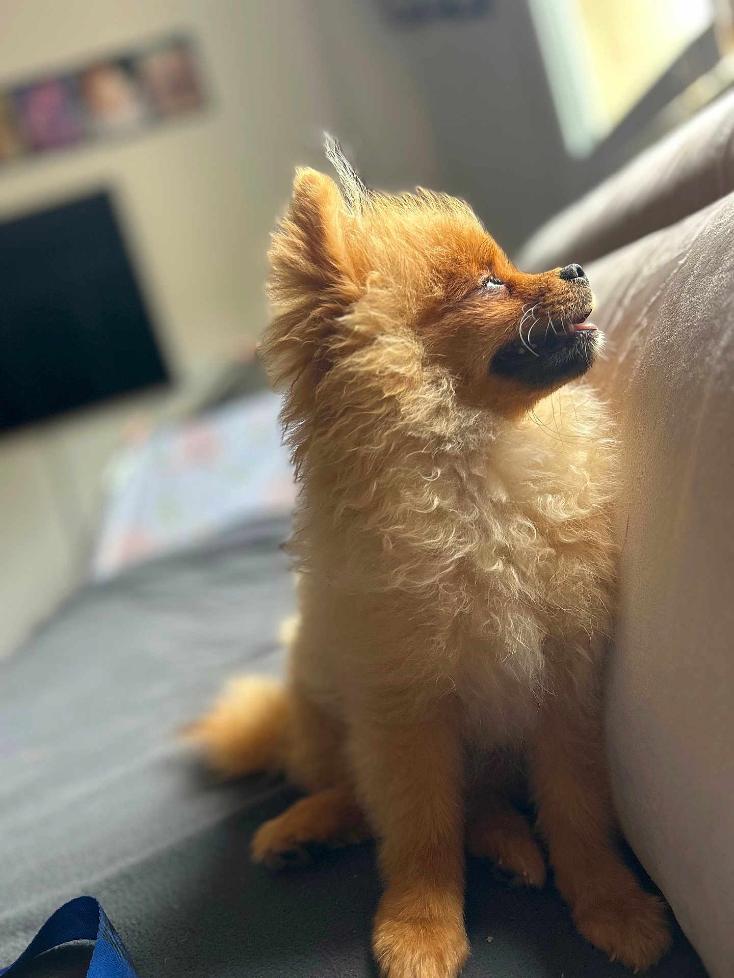 Mina participe au concours pour gagner de l'argent avec cette photo : dog, pomeranian, puppy, fluffy, sitting, couch, indoor, pet, fur, tongue_out, cute, small_dog, side_view, animal, companion, domestic_animal, canine, relaxed, home, light
