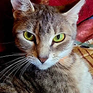Kalani joined the competition — help win amazing prizes! cat, tabby, green_eyes, close_up, feline, whiskers, ears, fur, pet, animal, indoor, resting, portrait, looking, texture, red_background, domestic_cat, cute, relaxed, mammal