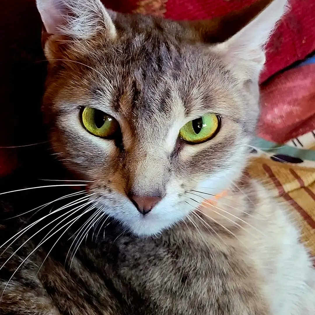 Kalani joined the competition — help win amazing prizes! animal, cat, close_up, cute, domestic_cat, ears, feline, fur, green_eyes, indoor, looking, mammal, pet, portrait, red_background, relaxed, resting, tabby, texture, whiskers
