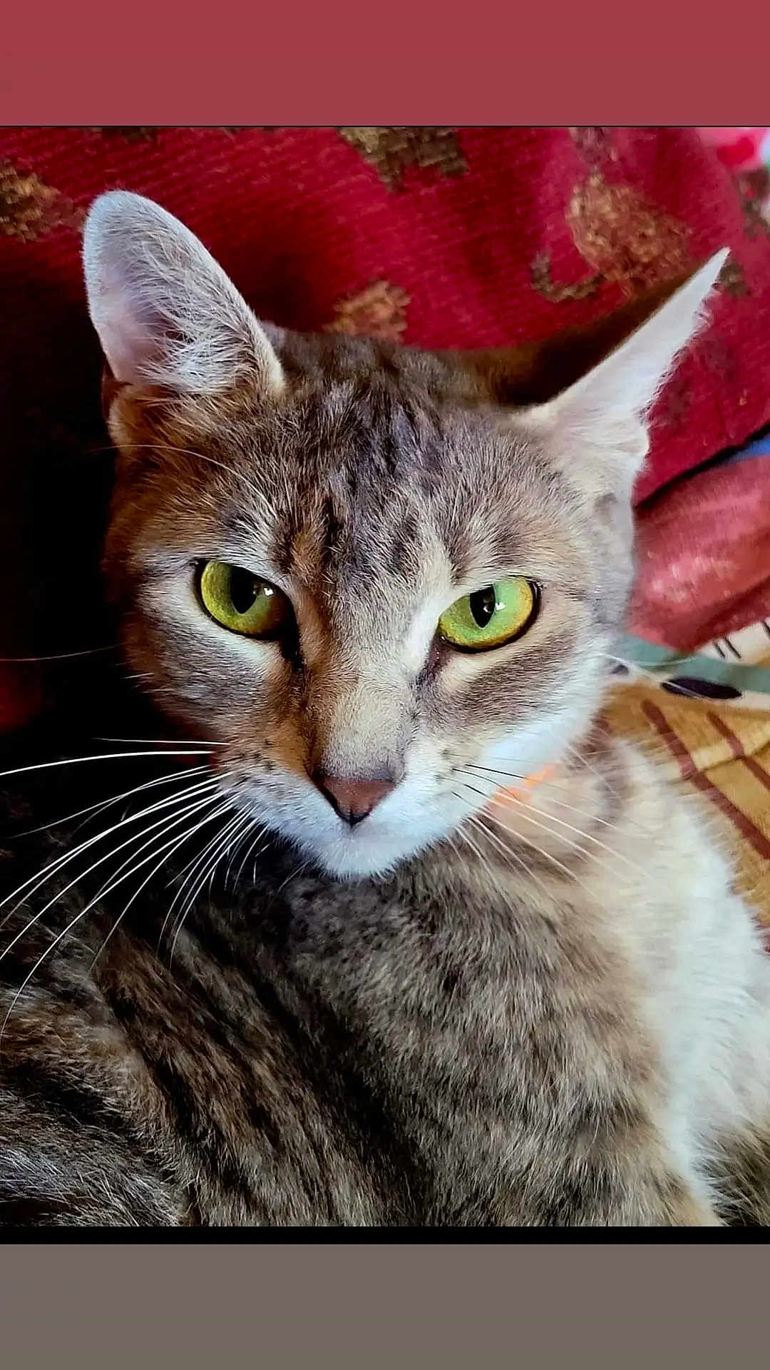 Kalani joined the competition — help win amazing prizes! cat, tabby, green_eyes, close_up, feline, whiskers, ears, fur, pet, animal, indoor, resting, portrait, looking, texture, red_background, domestic_cat, cute, relaxed, mammal