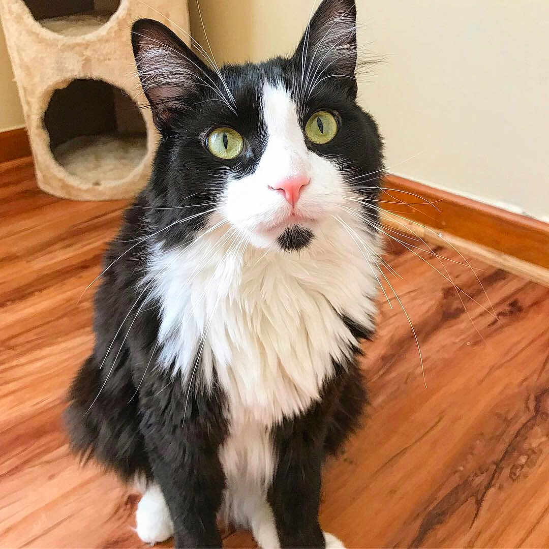 Vader