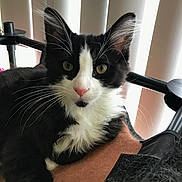 Vader joined the competition — help win amazing prizes! cat, black_and_white, whiskers, fur, pet, indoor, relaxed, curious, animal, close_up, face, paw, window, blinds, light, texture, resting, domestic, feline, cute