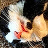Vader joined the competition — help win amazing prizes! cat, black_and_white, close_up, pink_nose, whiskers, sleeping, relaxed, pet, feline, fur, animal, indoor, carpet, cute, face, mouth, nose, soft, cozy
