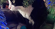 Vader is registered to the contest to win money with this photo: cat, tuxedo_cat, christmas_tree, holiday_lights, toys, blanket, cozy, indoor, pet, feline, black_and_white, whiskers, pine_needles, decorations, closeup, curious, animal, soft_lighting, bed, festive