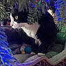 cat, tuxedo_cat, christmas_tree, holiday_lights, toys, blanket, cozy, indoor, pet, feline, black_and_white, whiskers, pine_needles, decorations, closeup, curious, animal, soft_lighting, bed, festive