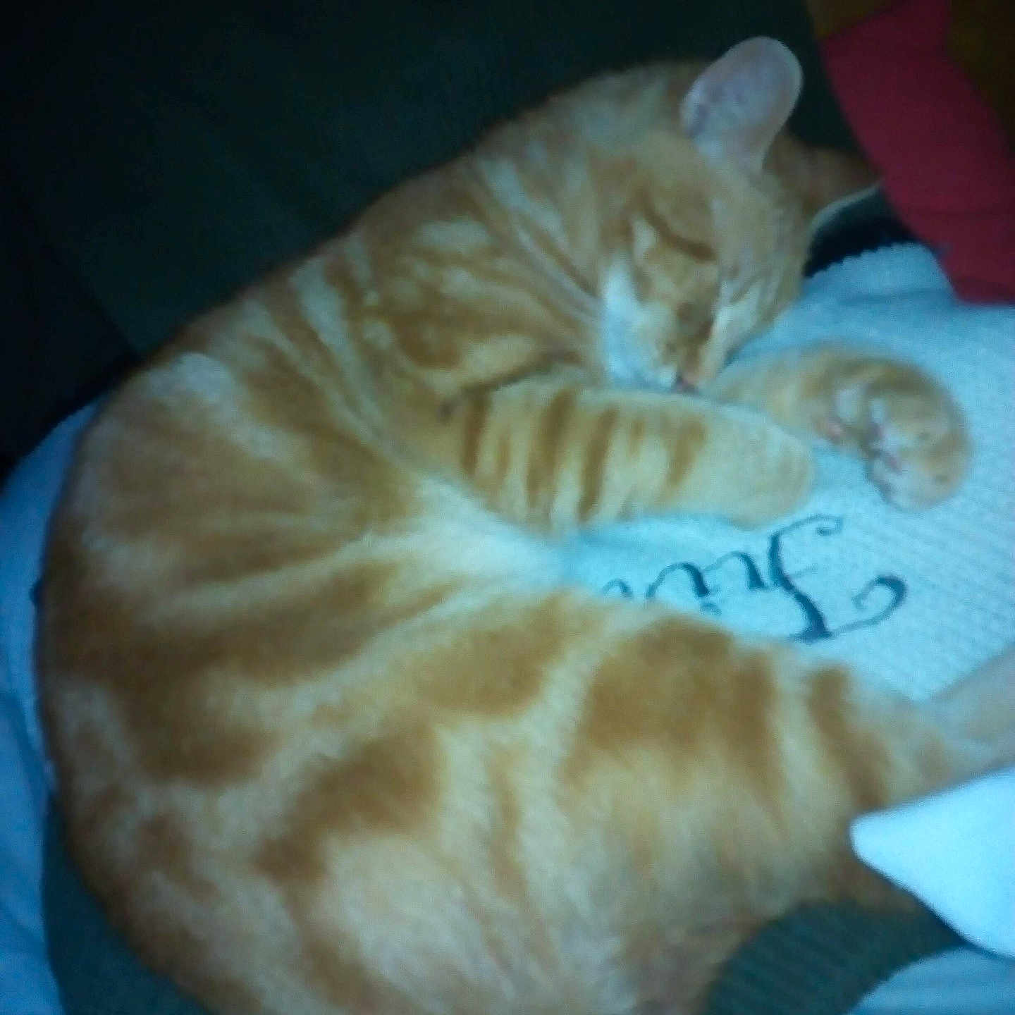 Rouky a rejoint le concours — aidez-le/la à gagner de superbes lots ! abyssinian, animal, bed, blanket, cat, chair, citrusfruit, couch, cushion, food, fruit, furniture, homedecor, indoors, kitten, manx, person, pet, quilt, sleeping