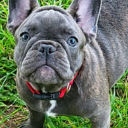 Smokey is registered to the contest to win money with this photo: dog, french_bulldog, puppy, grass, collar, pet, animal, ears, outdoor, canine, cute, young, fur, muzzle, portrait, looking_up, alert, red_collar, brindle, nature