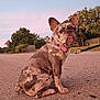 dog, french_bulldog, puppy, sitting, leash, collar, road, outdoor, sunset, trees, nature, animal, pet, canine, brown_spotted, quiet, rural, sky, pastel, calm