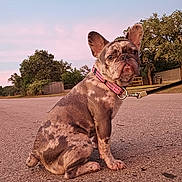 Gracie Lou is registered to the contest to win money with this photo: dog, french_bulldog, puppy, sitting, leash, collar, road, outdoor, sunset, trees, nature, animal, pet, canine, brown_spotted, quiet, rural, sky, pastel, calm