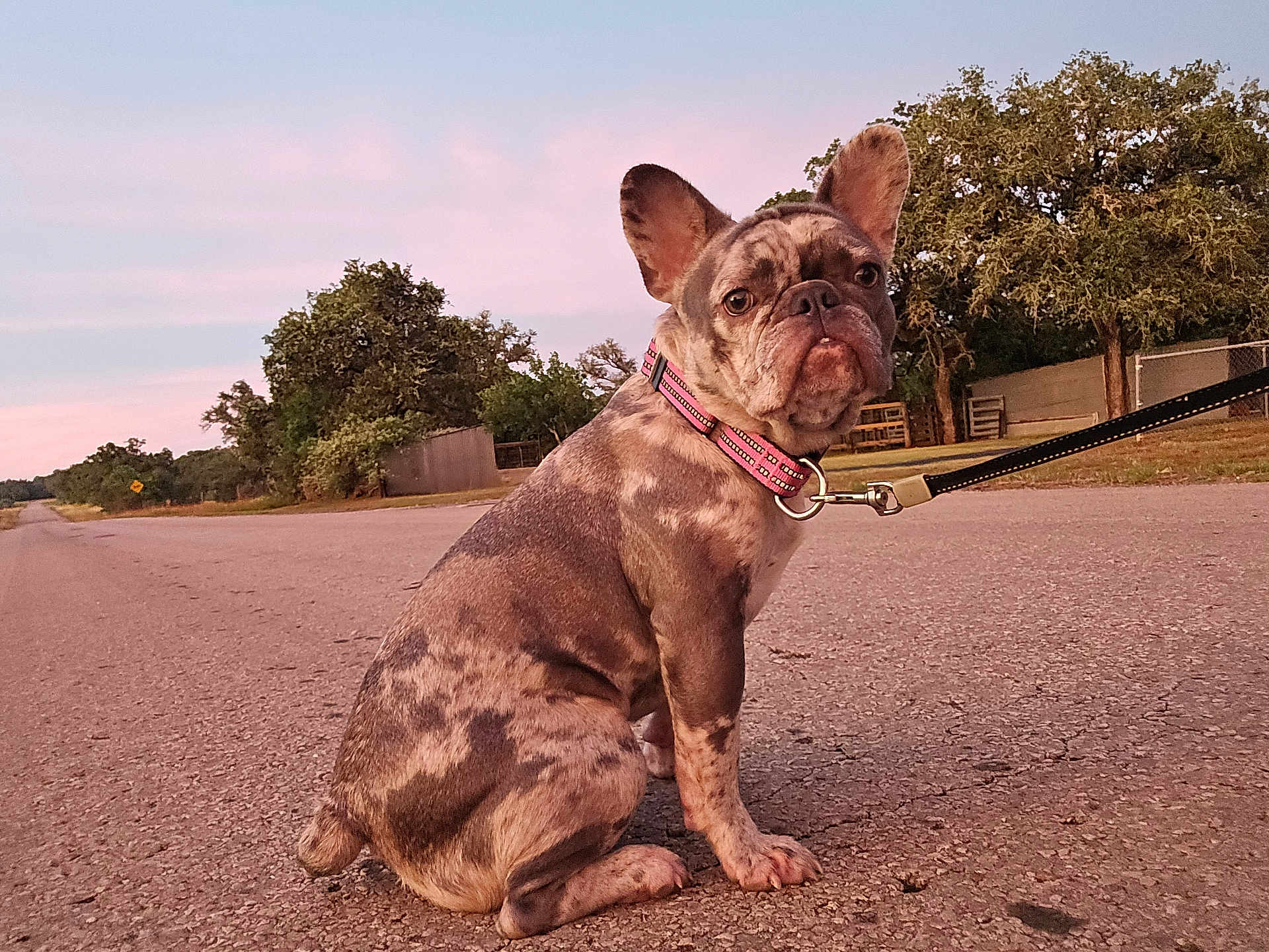 Gracie Lou