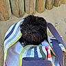Billy participe au concours pour gagner de l'argent avec cette photo : dog, black_dog, bag, striped_bag, beach, sand, wooden_posts, pet, animal, cute, outdoor, summer, leash, closeup, portrait, canine, travel, vacation, companion, playful