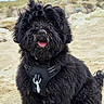 Billy participe au concours pour gagner de l'argent avec cette photo : dog, beach, sand, black_fur, happy, pet, outdoor, animal, canine, fur, tongue_out, cute, sandy, harness, nature, smiling, portrait, fluffy, sitting, daytime