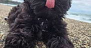 Billy a rejoint le concours — aidez-le/la à gagner de superbes lots ! dog, puppy, black_dog, tongue_out, close_up, outdoor, pebble_ground, curious, fluffy, pet, cute, animal, lying_down, nature, sky, sea, cloudy, playful, young, portrait